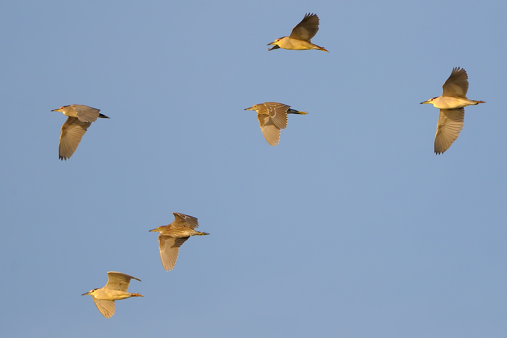 Nitticore (Nycticorax nycticorax)